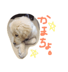 ゴールデン犬ティキくん（個別スタンプ：22）