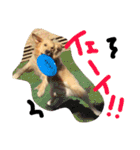 ゴールデン犬ティキくん（個別スタンプ：23）