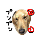 ゴールデン犬ティキくん（個別スタンプ：24）
