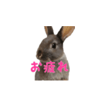 ゆきちゃんココちゃんの日常挨拶パート2（個別スタンプ：1）
