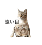 えだまめ猫（個別スタンプ：1）