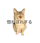えだまめ猫（個別スタンプ：2）