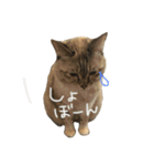 えだまめ猫（個別スタンプ：3）