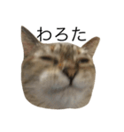 えだまめ猫（個別スタンプ：4）