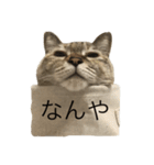 えだまめ猫（個別スタンプ：5）