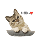 えだまめ猫（個別スタンプ：6）