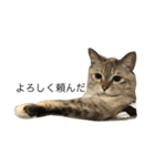 えだまめ猫（個別スタンプ：7）