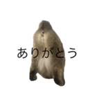 えだまめ猫（個別スタンプ：13）