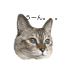 えだまめ猫（個別スタンプ：14）