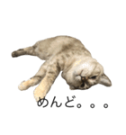 えだまめ猫（個別スタンプ：16）