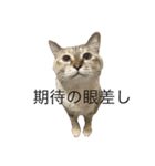 えだまめ猫（個別スタンプ：18）