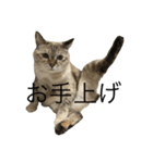 えだまめ猫（個別スタンプ：21）