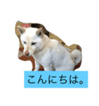 ミルク、ココア、ゴマ、シオ（個別スタンプ：1）