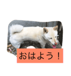 ミルク、ココア、ゴマ、シオ（個別スタンプ：2）