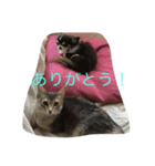 ミルク、ココア、ゴマ、シオ（個別スタンプ：6）