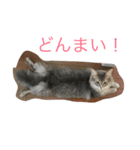 ミルク、ココア、ゴマ、シオ（個別スタンプ：8）