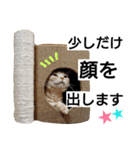 猫のあんずです。【SP】（個別スタンプ：1）