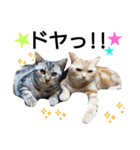 猫のあんずです。【SP】（個別スタンプ：10）