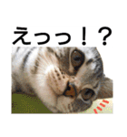 猫のあんずです。【SP】（個別スタンプ：13）