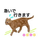 猫のあんずです。【SP】（個別スタンプ：15）