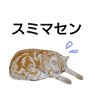 猫のあんずです。【SP】（個別スタンプ：16）