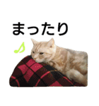 猫のあんずです。【SP】（個別スタンプ：17）