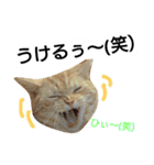 猫のあんずです。【SP】（個別スタンプ：20）