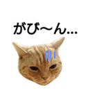 猫のあんずです。【SP】（個別スタンプ：23）