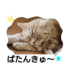 猫のあんずです。【SP】（個別スタンプ：30）