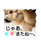 猫のあんずです。【SP】（個別スタンプ：32）