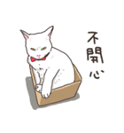 white eye yoga cat（個別スタンプ：21）