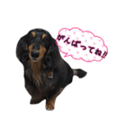 ダックスのウィッシュボーン（個別スタンプ：5）