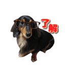 ダックスのウィッシュボーン（個別スタンプ：8）