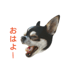 スムチーのハナちん（個別スタンプ：5）