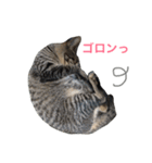 妹んとこの猫〜叔母さんの愛が止まらない〜（個別スタンプ：4）