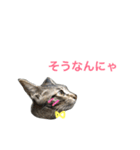 妹んとこの猫〜叔母さんの愛が止まらない〜（個別スタンプ：7）