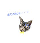 妹んとこの猫〜叔母さんの愛が止まらない〜（個別スタンプ：8）