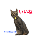 妹んとこの猫〜叔母さんの愛が止まらない〜（個別スタンプ：11）