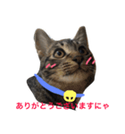 妹んとこの猫〜叔母さんの愛が止まらない〜（個別スタンプ：12）