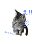 妹んとこの猫〜叔母さんの愛が止まらない〜（個別スタンプ：13）