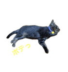 妹んとこの猫〜叔母さんの愛が止まらない〜（個別スタンプ：14）
