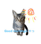 妹んとこの猫〜叔母さんの愛が止まらない〜（個別スタンプ：15）