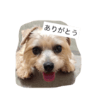 ルナの日常スタンプ（個別スタンプ：1）