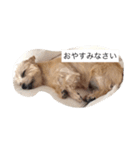ルナの日常スタンプ（個別スタンプ：2）
