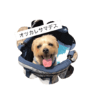 ルナの日常スタンプ（個別スタンプ：3）