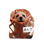ルナの日常スタンプ（個別スタンプ：4）
