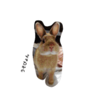 うさっPe5人組（個別スタンプ：6）