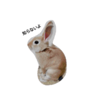うさっPe5人組（個別スタンプ：7）