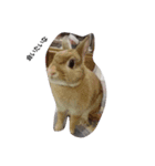 うさっPe5人組（個別スタンプ：16）