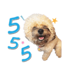 Pungkang and Dolla Happy Dogs（個別スタンプ：1）